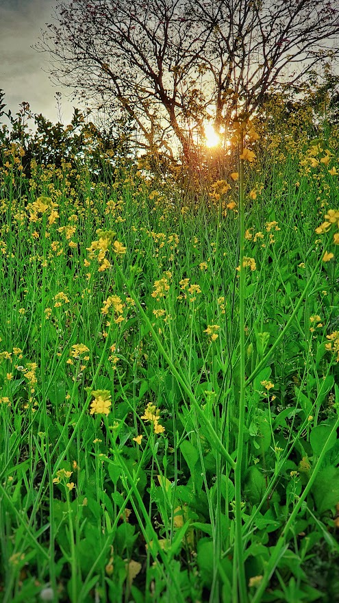 Flower and sunset