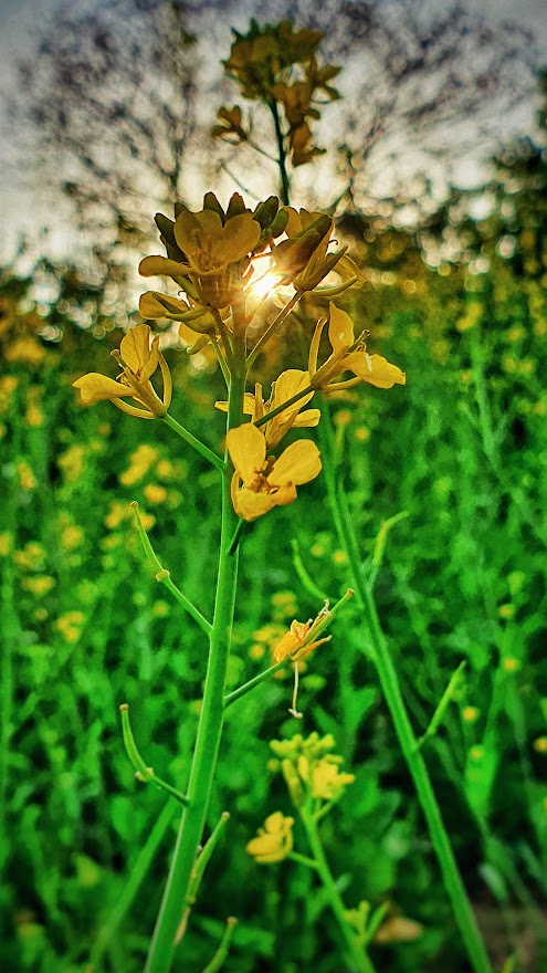 Flower