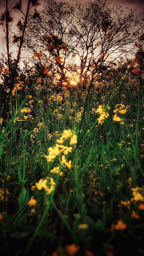 Flower and sunset