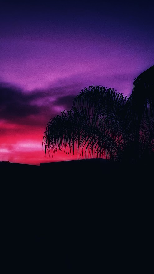 Flower and sunset